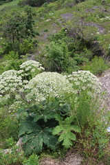 Heracleum leskovii