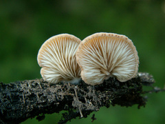 Crepidotus caspari