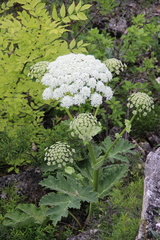 Heracleum leskovii