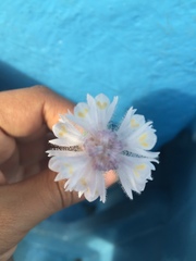 Pontederia crassipes