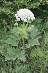Heracleum leskovii