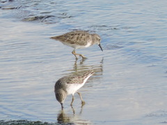 Calidris minutilla