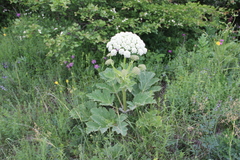 Heracleum leskovii