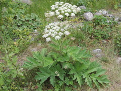 Heracleum leskovii