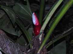 Philodendron fragrantissimum