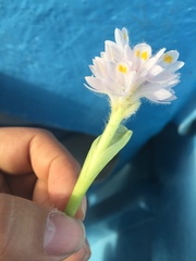 Pontederia crassipes