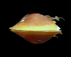 Bathymodiolus brooksi