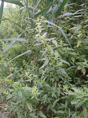 Urtica galeopsifolia