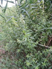 Urtica galeopsifolia