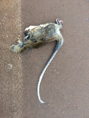 Atlantic Bamboo Rat