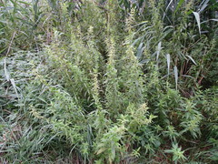 Urtica galeopsifolia