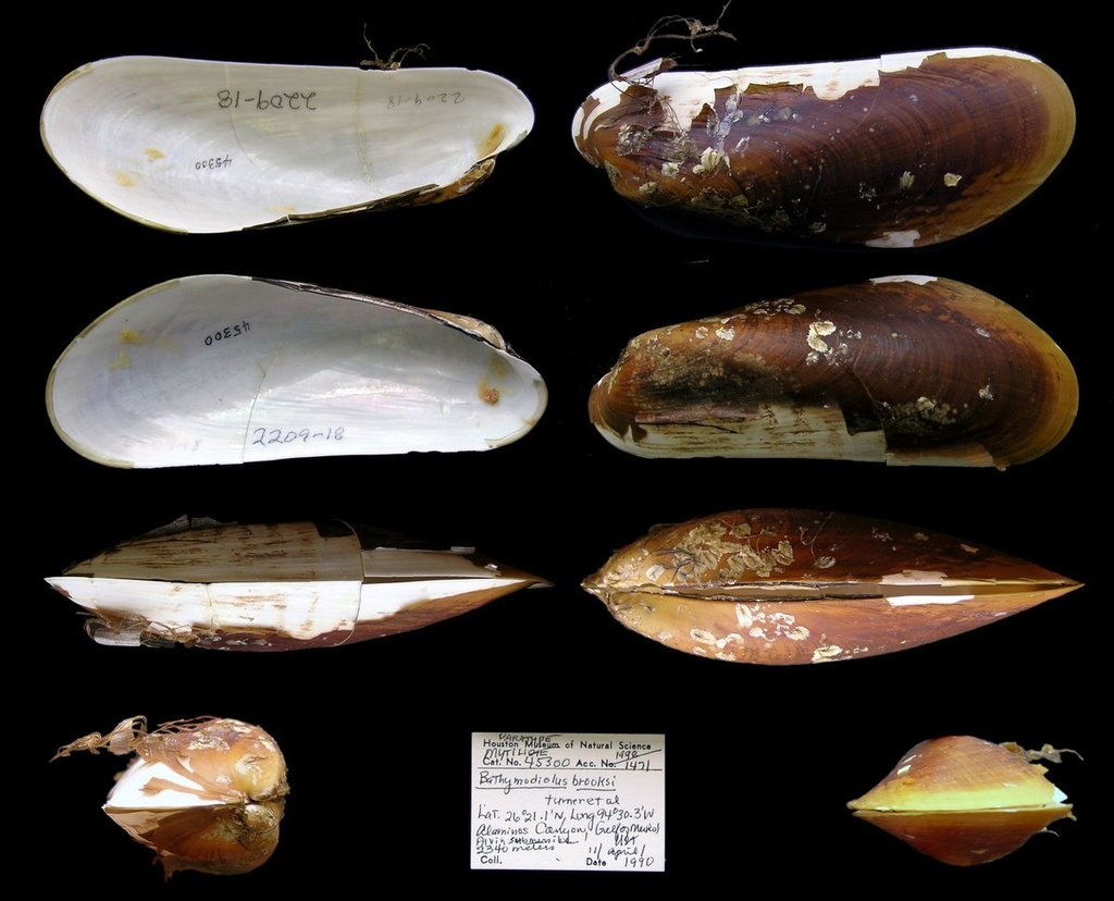 Bathymodiolinae