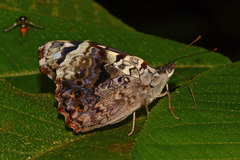 Sea sophronia