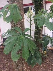 Cecropia pachystachya