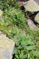 Heracleum scabrum