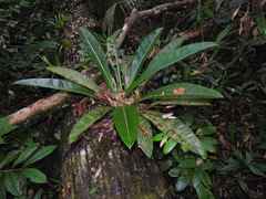 Philodendron insigne