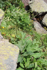 Heracleum scabrum