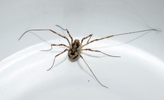 Metaplatybunus grandissimus