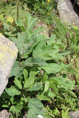 Heracleum scabrum