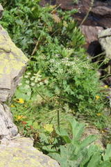 Heracleum scabrum