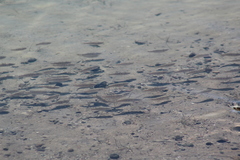 Cyprinodon macularius