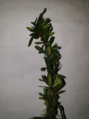 Gymnosporia polyacantha