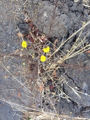 Hemizonia congesta lutescens