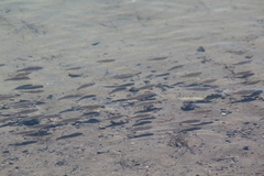 Cyprinodon macularius