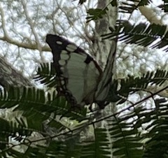 Polyura zoolina