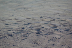 Cyprinodon macularius