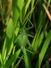 Odontura glabricauda