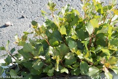 Populus × canadensis