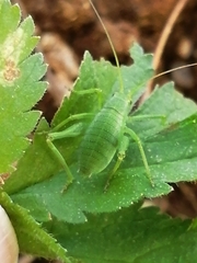 Odontura glabricauda