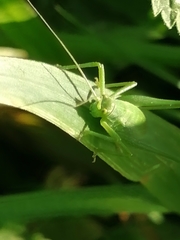 Odontura glabricauda