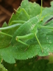 Odontura glabricauda