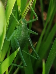 Odontura glabricauda