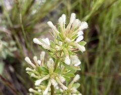 Baccharis flabellata