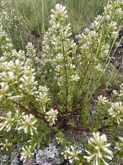 Baccharis flabellata