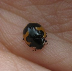 Ceratomegilla alpina