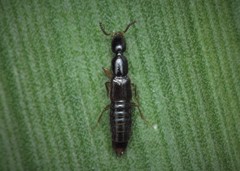 Gabrius splendidulus