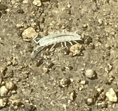 Cylindroniscus
