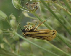 Setina aurita