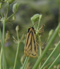 Setina aurita
