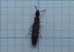 Gabrius splendidulus