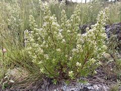 Baccharis flabellata