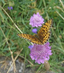 Argynnis niobe