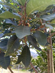 Pouteria lucuma