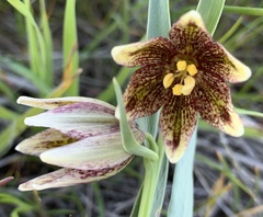 Fritillaria agrestis