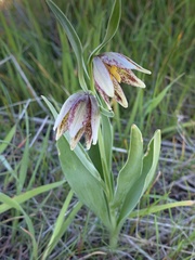 Fritillaria agrestis