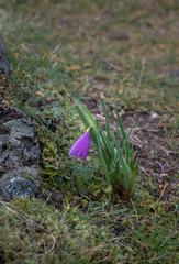 Olsynium douglasii douglasii